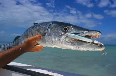 Snorkeling privato a Key West: Charter di 4 ore fino a 6 persone