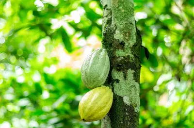 Sekondi-Takoradi Cocoa Farm Tour: Harvest & Process Chocolate