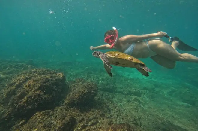 Snorkeling a Dibba, Musandam: Due siti di barriera corallina con guida