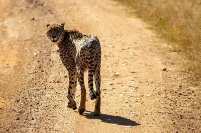 Safari de día en Pilanesberg: Fauna de los Cinco Grandes y guía
