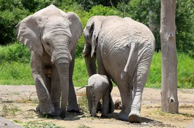 Africam Safari ab Puebla: Fahrt durch den Wildpark