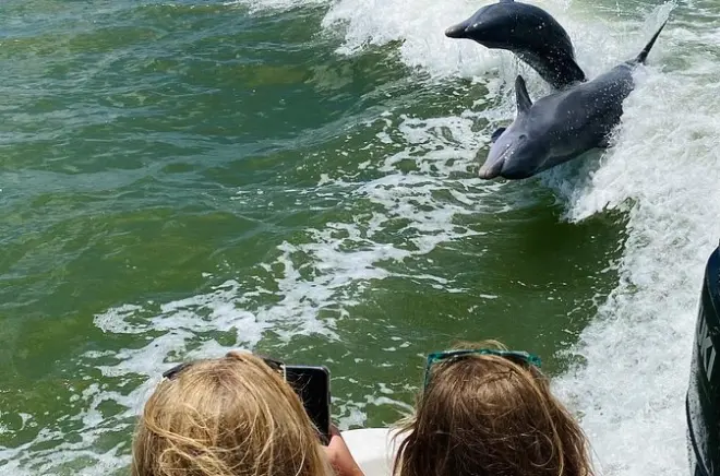Marco Island et les 10 000 îles : Dauphins et propriétés