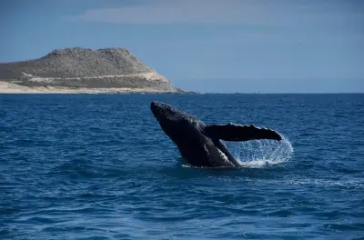 Whale Watching in San Jose del Cabo: Small Boat, Close Encounters