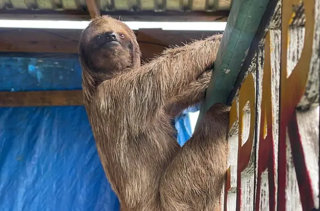 Monkeys and sloths tour in Roatan with private beach time