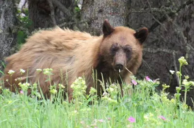 Grand Teton Wildlife Safari: See Wildlife in Jackson