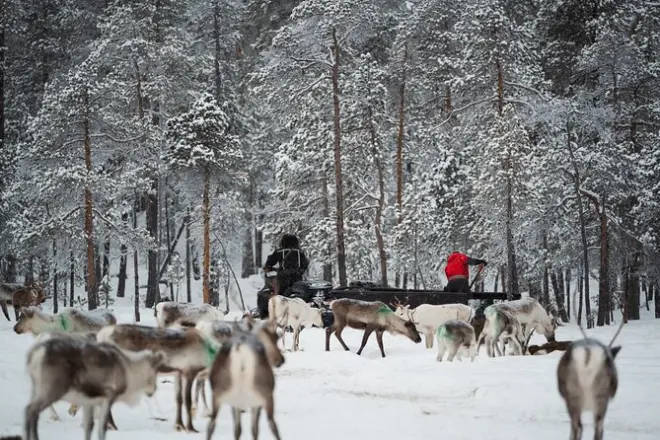 Ivalo Rentierfütterung und Eisfischen im Winterwald – Tagesausflug