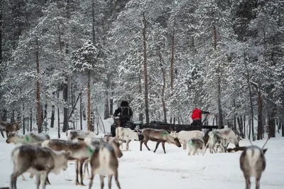 Ivalo Reindeer Herding & Ice Fishing Wilderness Day
