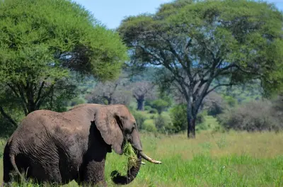 Tarangire National Park Day Trip from Arusha: Game Drive & Lunch