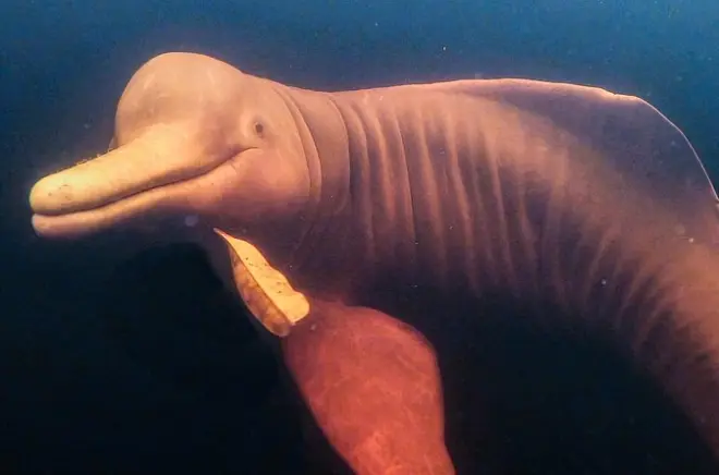 Tour de día completo en Manaus: Encuentro de aguas y delfines