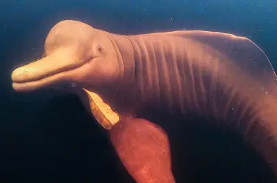Tour de día completo en Manaus: Encuentro de aguas y delfines