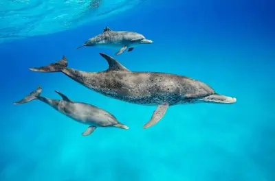 Snorkeling in Zanzibar: Dolphins, Coral Reefs & Kendwa Beach