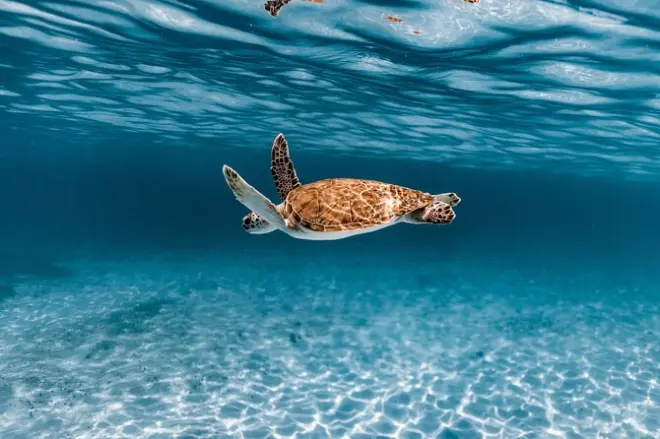 Snorkeling with Sea Turtles in Aruba: Shore Entry from Tres Trapi
