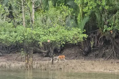 Kuching Mangrove Tour: Irrawaddy Dolphins & Proboscis Monkeys