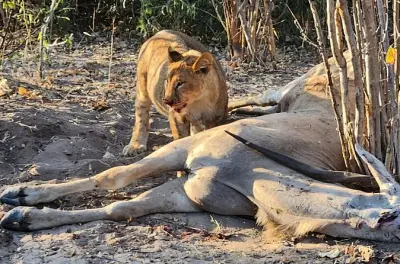 Chobe Safari from Victoria Falls: Small-group land and river tour