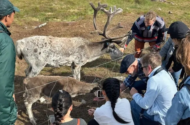 Rencontre avec les rennes au camp de bergers sami à Hammerfest