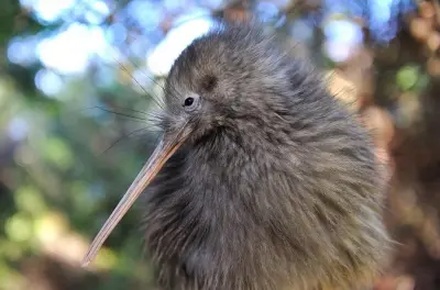 Avvistamento kiwi ad Auckland: Passeggiata notturna privata e cena