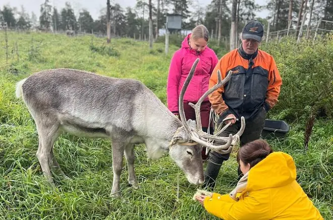 Kittila Arctic reindeer farm hike with local guide