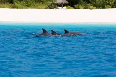 Mnemba Island dolphin tour with Salaam Cave: Swim with turtles