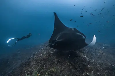 Snorkeling à Manta Point : Groupe privé avec guide en apnée