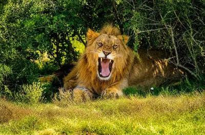 Big Five en safari abierto por Schotia, Eastern Cape