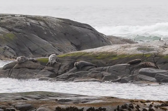 Wildlife Sea Safari in Alesund: Puffins & Remote Islands