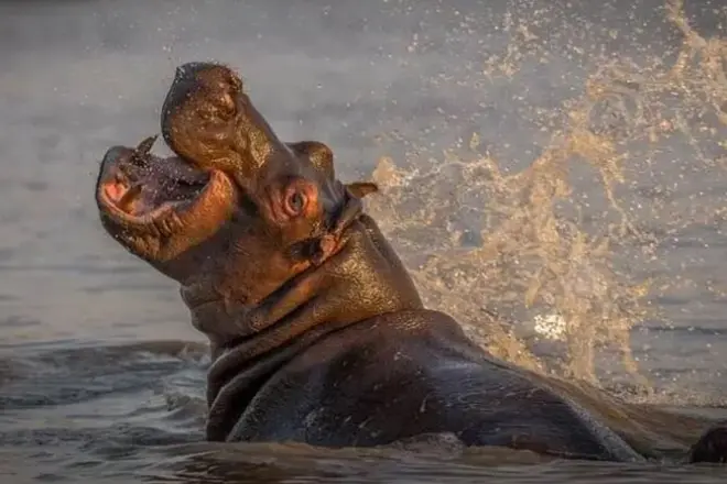 Durban: Safari y visita a aldea zulú con recorrido por reserva