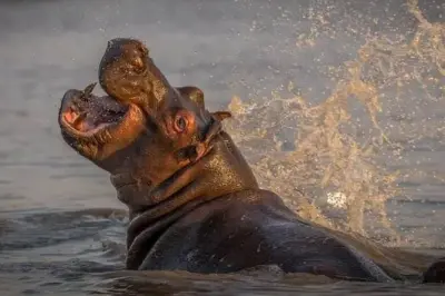 Durban: Safari y visita a aldea zulú con recorrido por reserva