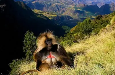 Tour nord de l’Éthiopie : Addis Abeba, Lalibela et Simien