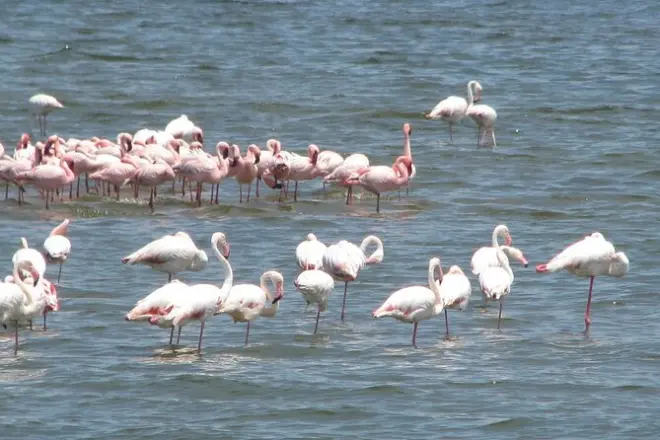 Walvis Bay shore excursion: Wetlands, Moonscape & Swakopmund