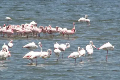 Walvis Bay shore excursion: Wetlands, Moonscape & Swakopmund