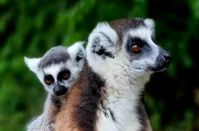 8-tägige Süd-Madagaskar Tour: Ranomafana, Isalo, Ifaty