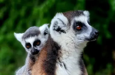 8-day South Madagascar tour: Ranomafana, Isalo, Ifaty