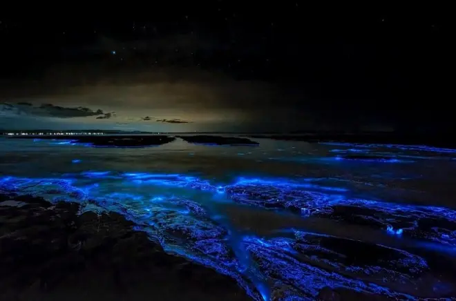 Baía bioluminescente em Grand Cayman com Starfish Point e nado noturno
