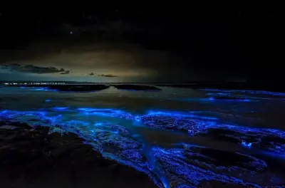 Tour baia bioluminescente Grand Cayman: Starfish Point e nuotata notturna