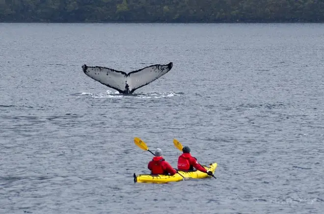 Kayaking with Whales at Francisco Coloane Marine Park