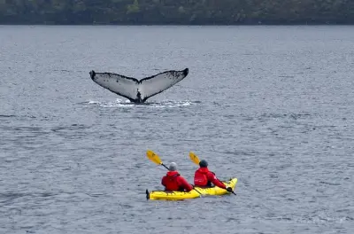 Kayak con ballenas en el parque marino Francisco Coloane