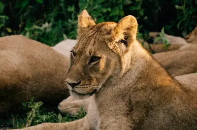 Safari d'une journée dans le parc national Nyerere depuis Dar es Salaam