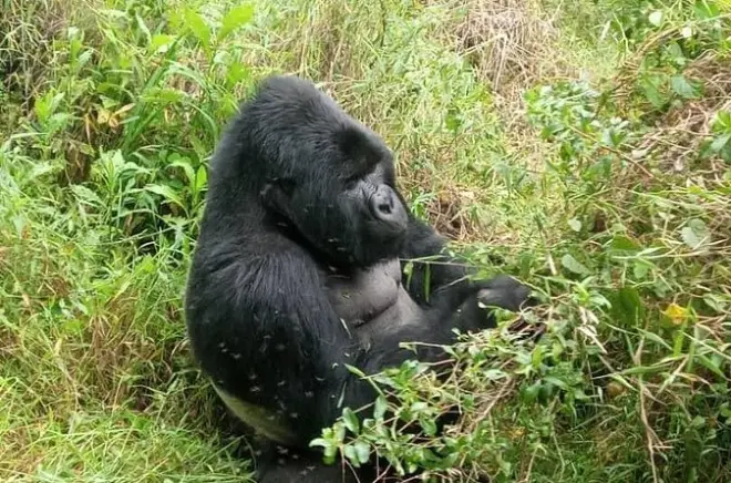 Trekking gorilla nel parco nazionale di Mgahinga: Gruppo Nyakagezi