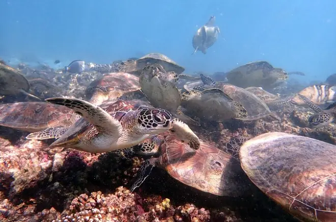Snorkel nas ilhas Dimaniyat: Tartarugas e recifes