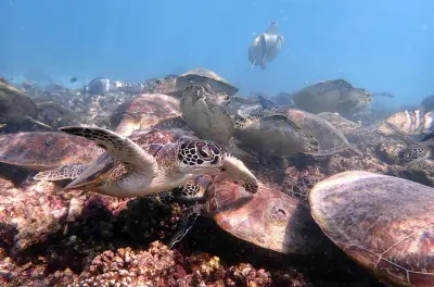 Snorkeling alle isole Dimaniyat: Tartarughe e barriera corallina