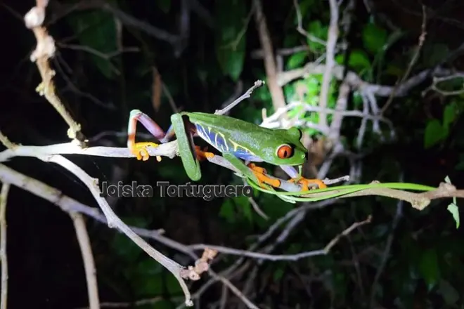 Tour nocturne à Tortuguero : Observer la faune nocturne du parc