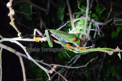 Tortuguero Nacht-Tour: Nachts Tiere im Park entdecken