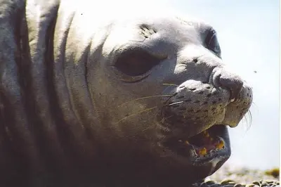 Vida selvagem na Península Valdés saindo de Puerto Madryn