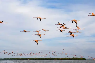 Bootstour Rio Lagartos mit Flamingos, Krokodilen und Mahlzeit