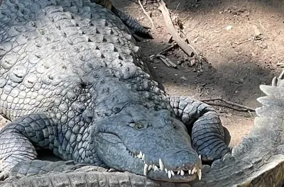 Tour privado em Victoria Falls com fazenda de crocodilos e almoço