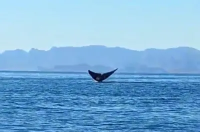 Avistamiento de ballenas azules en Loreto: Tour en barco pequeño