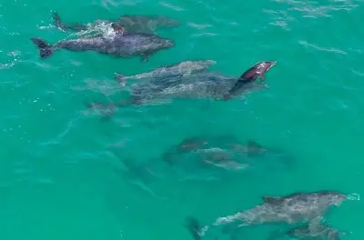 Jet Ski Dolphin Tour from Destin: Ride Your Own
