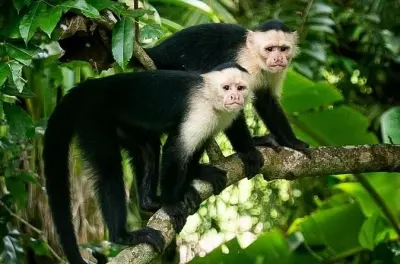 Panamakanal-Bootstour ab Panama-Stadt mit privater Tierbeobachtung