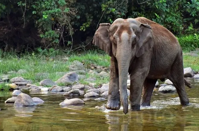 Anakulam jeep safari from Munnar: Wild elephant herds