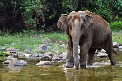 Safari de jeep em Anakulam com manadas de elefantes selvagens